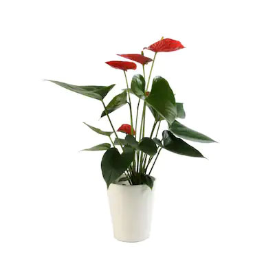 Indoor Plants