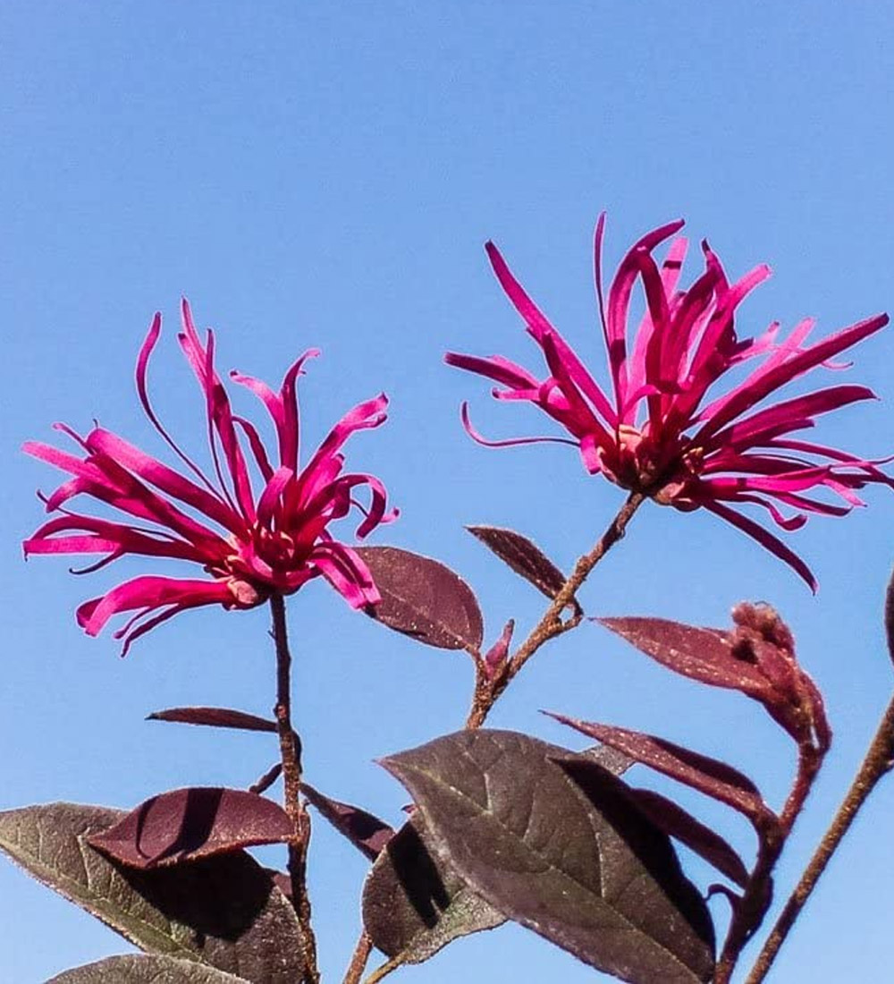 Red Easy Care Plant