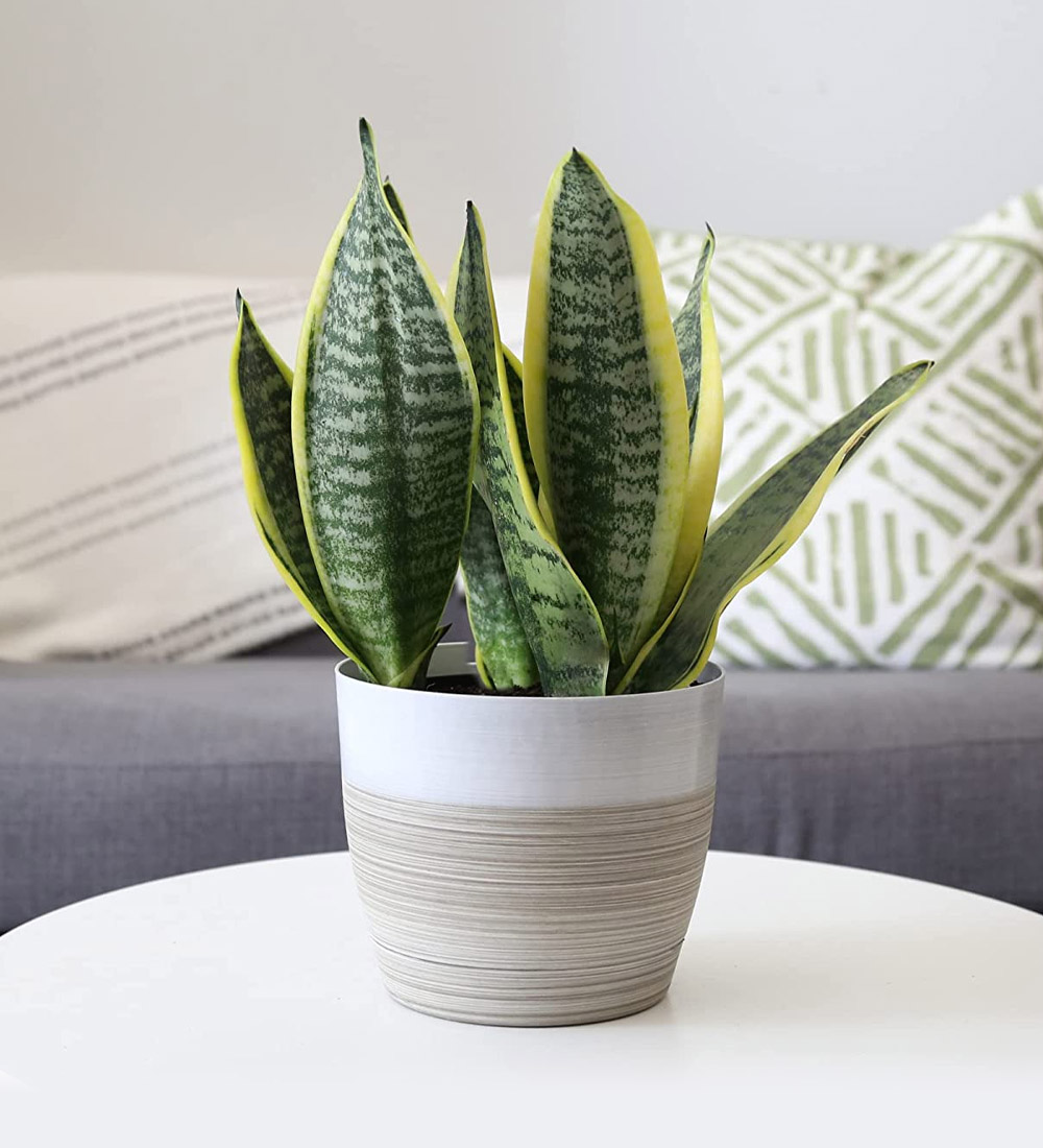 Succulent Plant